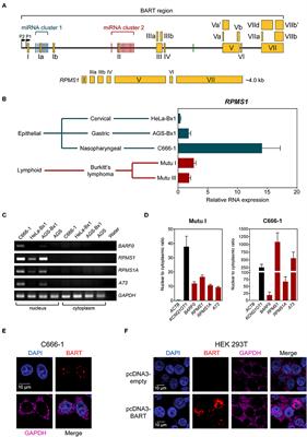 Epstein-Barr Virus BART Long Non-coding RNAs Function as Epigenetic Modulators in Nasopharyngeal Carcinoma